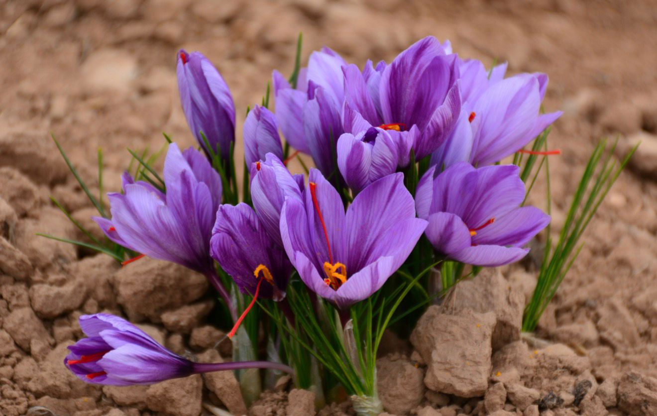 Hasat Edilmiş Safran Çiçeği